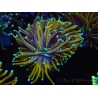 WYSIWYG Euphyllia glabrescens (Mariculture acclimaté sous LED) 8G2