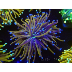 WYSIWYG Euphyllia glabrescens (Mariculture acclimaté sous LED) 8G3