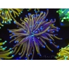 WYSIWYG Euphyllia glabrescens (Mariculture acclimaté sous LED) 8G3