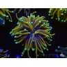 WYSIWYG Euphyllia glabrescens (Mariculture acclimaté sous LED) 8G4