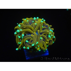 WYSIWYG Euphyllia glabrescens (Mariculture acclimaté sous LED) 8K7