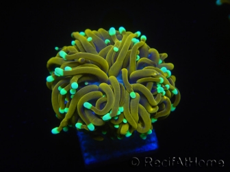 WYSIWYG Euphyllia glabrescens (Mariculture acclimaté sous LED) 8K7