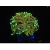 WYSIWYG Euphyllia glabrescens (Mariculture acclimaté sous LED) 8K7