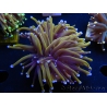 WYSIWYG Euphyllia glabrescens (Mariculture acclimaté sous LED) 8A4