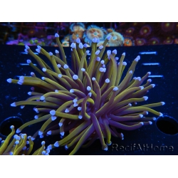 WYSIWYG Euphyllia glabrescens (Mariculture acclimaté sous LED) 8A5