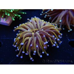 WYSIWYG Euphyllia glabrescens (Mariculture acclimaté sous LED) 8B5