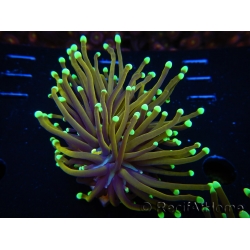 WYSIWYG Euphyllia glabrescens (Mariculture acclimaté sous LED) 8B6