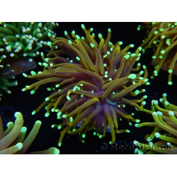 WYSIWYG Euphyllia glabrescens (Mariculture acclimaté sous LED) 8E3