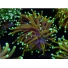 WYSIWYG Euphyllia glabrescens (Mariculture acclimaté sous LED) 8E3