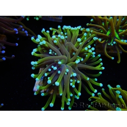 WYSIWYG Euphyllia glabrescens (Mariculture acclimaté sous LED) 8F2