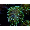 WYSIWYG Euphyllia glabrescens (Mariculture acclimaté sous LED) 8F2