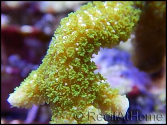 Montipora digitata vert fluo