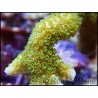 Montipora digitata vert fluo