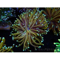 WYSIWYG Euphyllia glabrescens (Mariculture acclimaté sous LED) 8G2