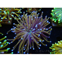 WYSIWYG Euphyllia glabrescens (Mariculture acclimaté sous LED) 8G3