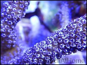 Montipora digitata polypes violet