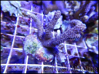 Montipora digitata polypes violet