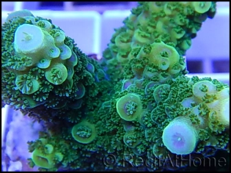 Acropora florida vert 