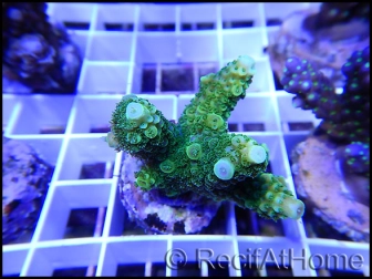 Acropora florida vert 