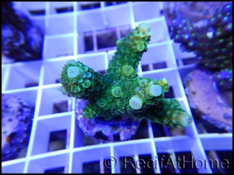 Acropora florida vert 