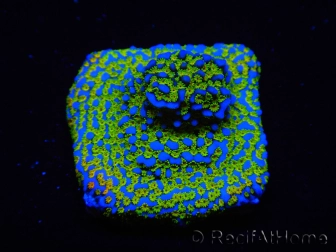 WYSIWYG Montipora Ultraman 11B2