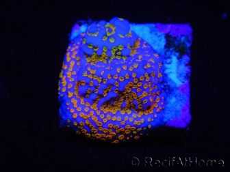 WYSIWYG Montipora Rainbow 11C1