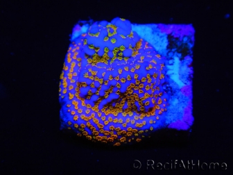 WYSIWYG Montipora Rainbow 11C1