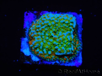 WYSIWYG Montipora Chili Pepper 11D1