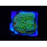 WYSIWYG Montipora Chili Pepper 11D1