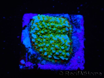 WYSIWYG Montipora Chili Pepper 11D2