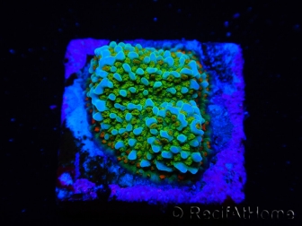 WYSIWYG Montipora Chili Pepper 11D2