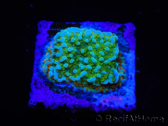 WYSIWYG Montipora Chili Pepper 11D3