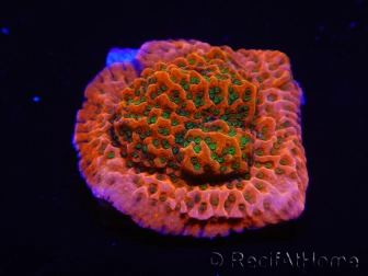 WYSIWYG RAH Montipora Phoenix evolution 11E4