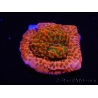 WYSIWYG RAH Montipora Phoenix evolution 11E4