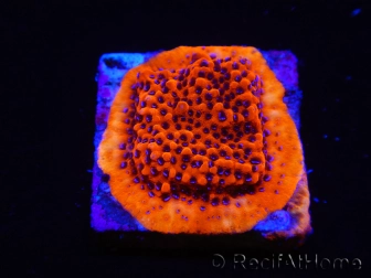 WYSIWYG RAH Montipora Mystic Sunset 11G5