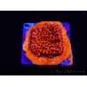 WYSIWYG RAH Montipora Mystic Sunset 11G5