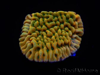 WYSIWYG JF Beach Bum Montipora 11I4