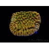 WYSIWYG JF Beach Bum Montipora 11I4