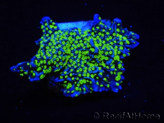 WYSIWYG Montipora hispida Hulk 11K1