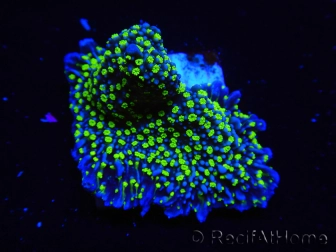 WYSIWYG Montipora hispida Hulk 11K2