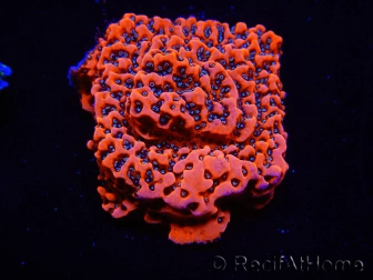 WYSIWYG WWC Montipora Dragon Fruit 11O4