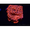 WYSIWYG WWC Montipora Dragon Fruit 11O4