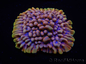 WYSIWYG Montipora Crazy T 11P2