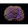 WYSIWYG Montipora Crazy T 11P2