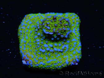 WYSIWYG Montipora Ultraman 11B2