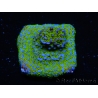 WYSIWYG Montipora Ultraman 11B2