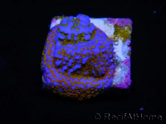 WYSIWYG Montipora Rainbow 11C1