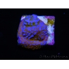 WYSIWYG Montipora Rainbow 11C1