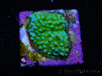 WYSIWYG Montipora Chili Pepper 11D2