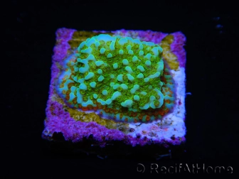 WYSIWYG Montipora Chili Pepper 11D3